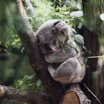 An innovation in rapid diagnostics is helping fight chlamydia spread among koala populations